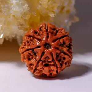 7 Mukhi Rudraksha
